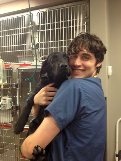 Labrador Friends of the South - Available Lab Savannah 3