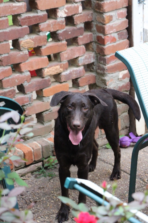 Labrador Friends of the South - Available Lab Shadow 1
