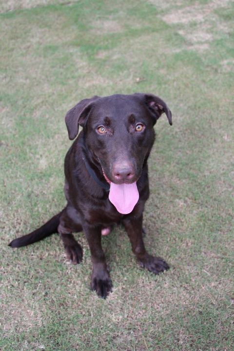 Labrador Friends of the South - Available Lab Shadow 3