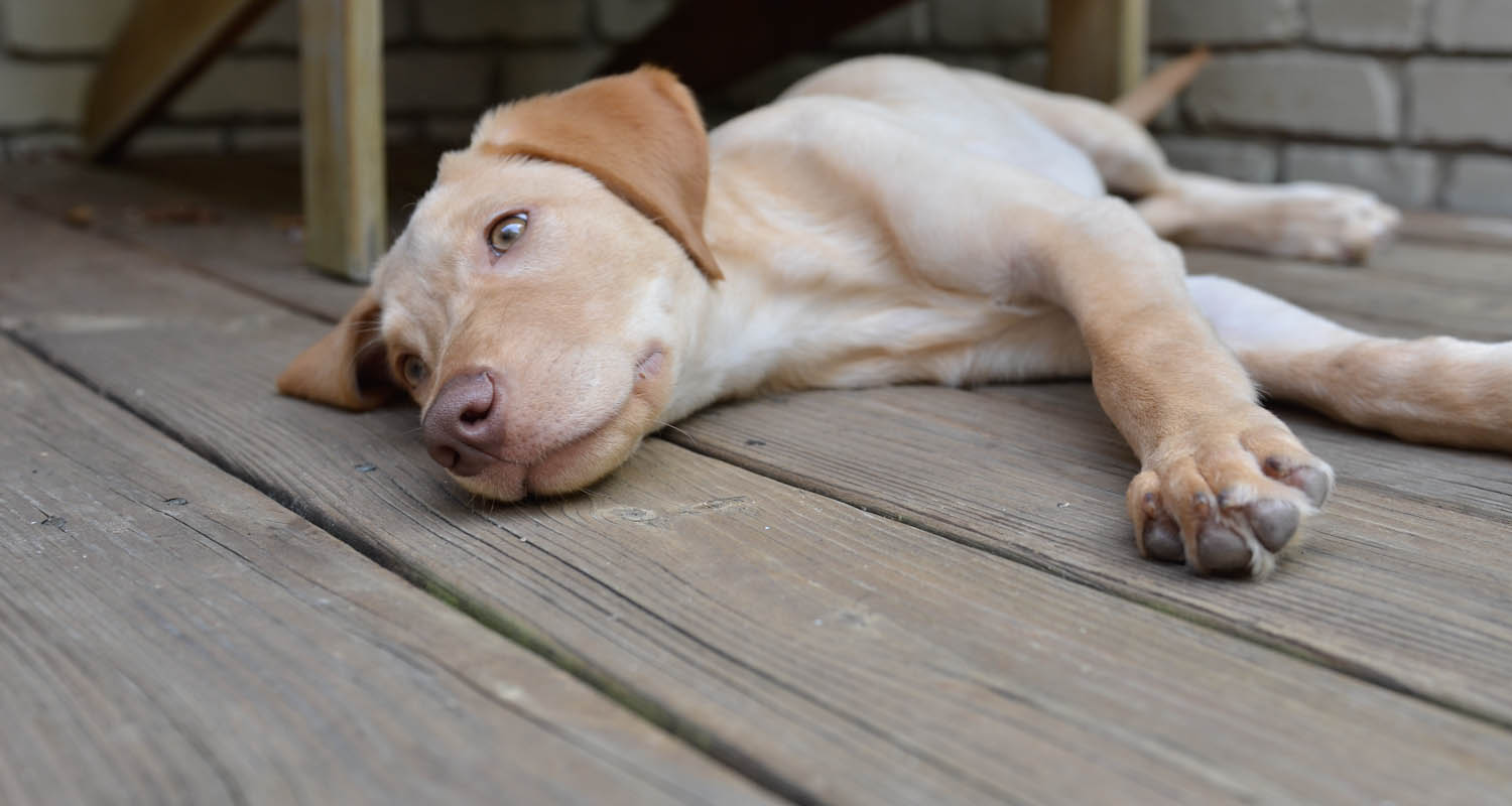 Labrador Friends of the South - Available Lab Tackle4 (1 of 1)