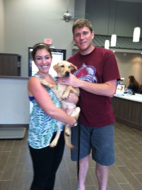 Labrador Friends Adopted - Louie
