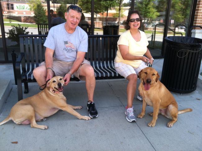 Labrador Friends Adopted - Mason
