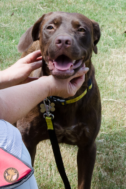 Labrador Friends Availabla Lab Wendy 10