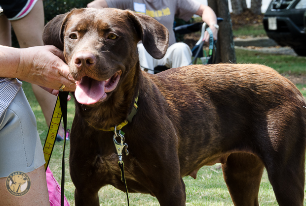 Labrador Friends Availabla Lab Wendy 13