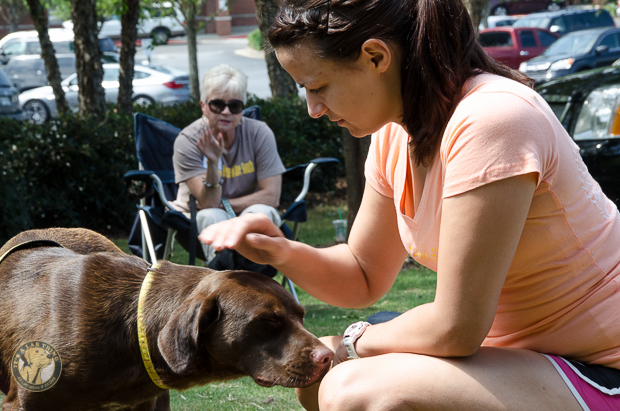 Labrador Friends Availabla Lab Wendy 17