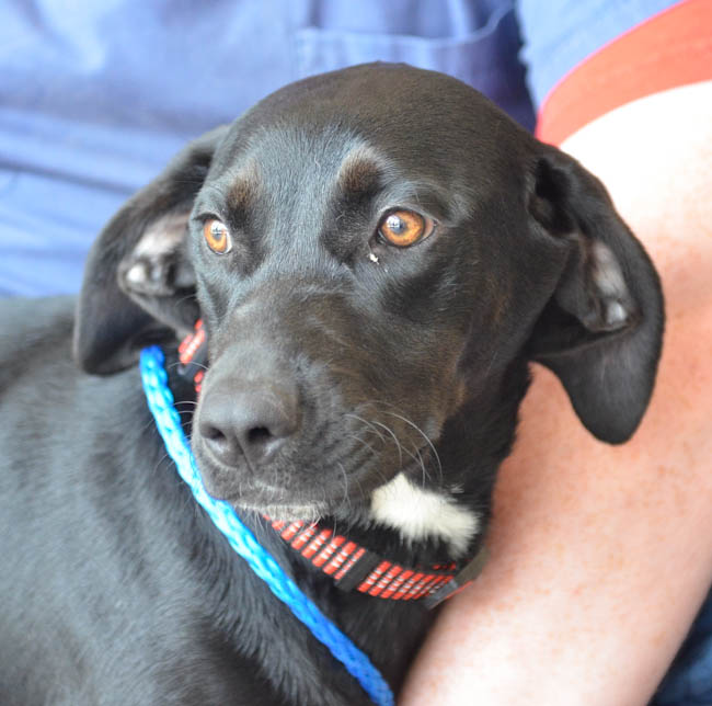 Labrador Friends Available Lab - Camry  (1 of 1)-7