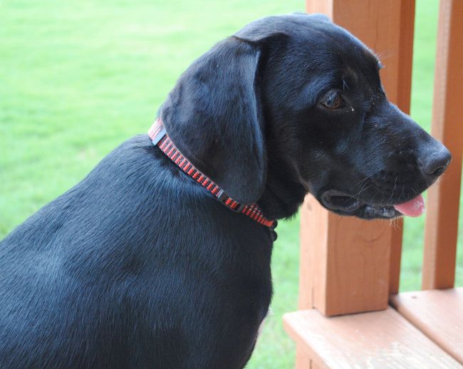 Labrador Friends Available Lab - Camry  10