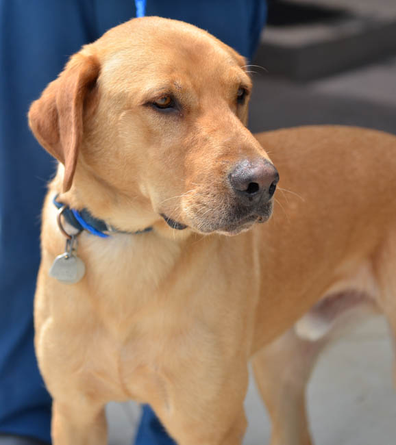 Labrador Friends Available Lab - Mason (1 of 1)-6