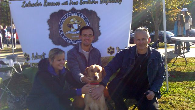 Labrador Friends of the South Adopted - Buddie