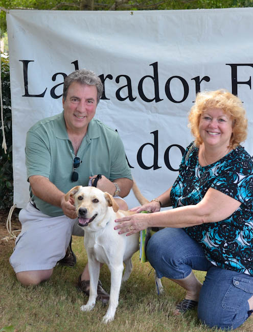Labrador Friends of the South - Adoptes Sophie