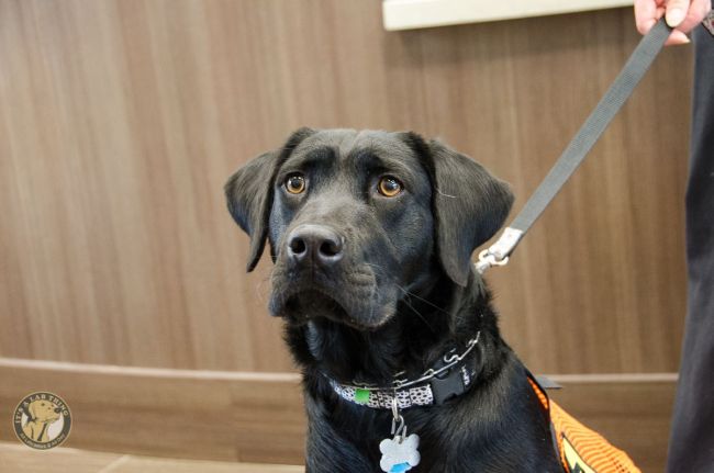 Labrador Friends of the South - Availabla Lab Kayla 1