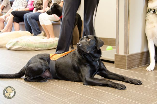 Labrador Friends of the South - Availabla Lab Kayla 5