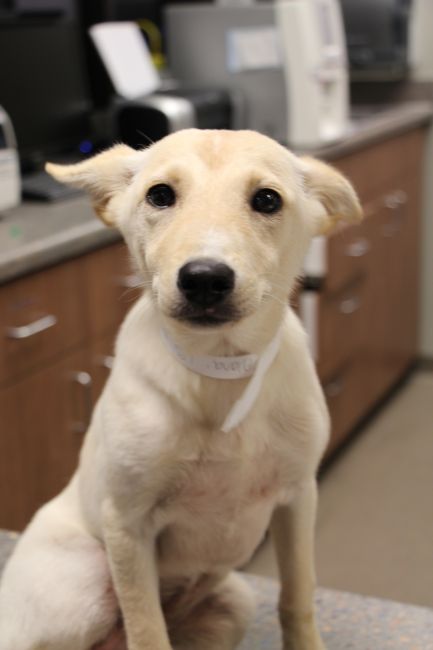 Labrador Friends of the South - Available Lab Alana (1 of 1)-7