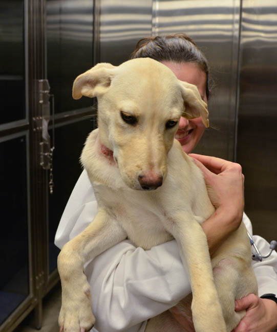 Labrador Friends of the South - Available Lab Dewey (1 of 1)-3