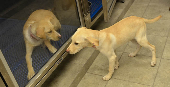 Labrador Friends of the South - Available Lab Dewey (1 of 1)