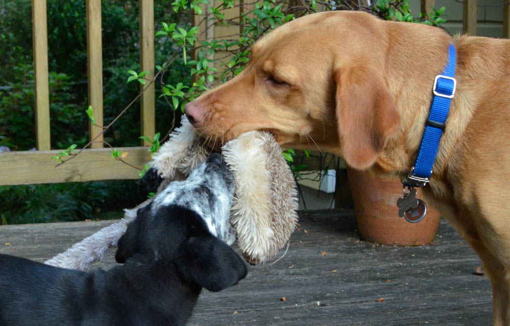 Labrador Friends of the South - Available Lab Freckle (1 of 1)-16