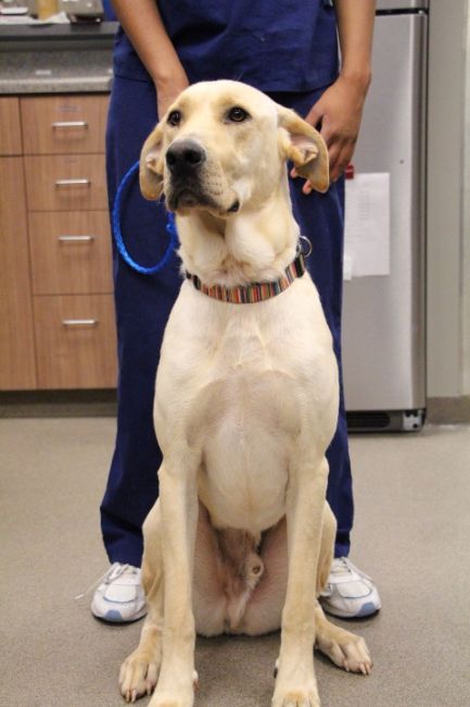 Labrador Friends of the South - Available Lab Harvey 2