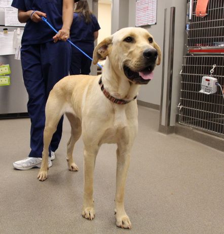 Labrador Friends of the South - Available Lab Harvey 4