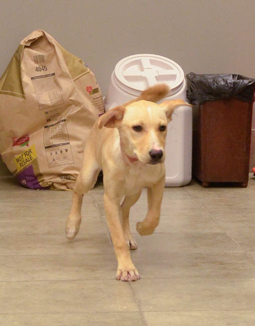 Labrador Friends of the South - Available Lab Hewey (1 of 1)-3