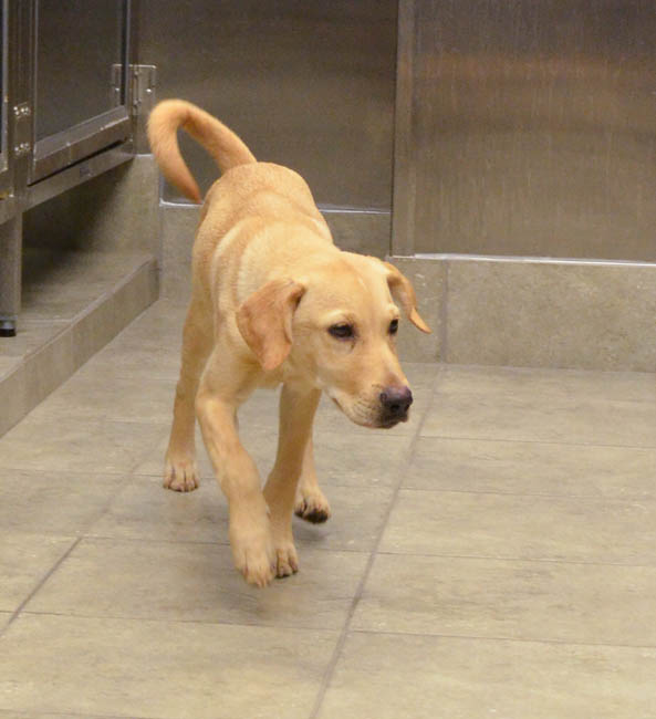 Labrador Friends of the South - Available Lab Louie (1 of 1)-5