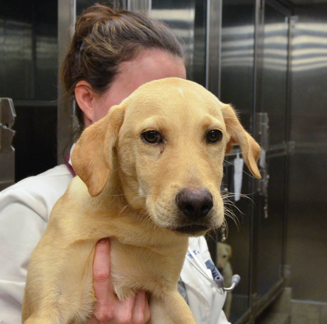 Labrador Friends of the South - Available Lab Louie (1 of 1)-6