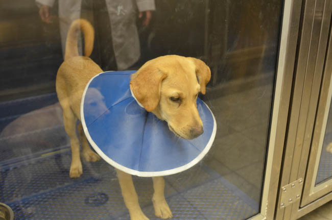 Labrador Friends of the South - Available Lab Louie (1 of 1)