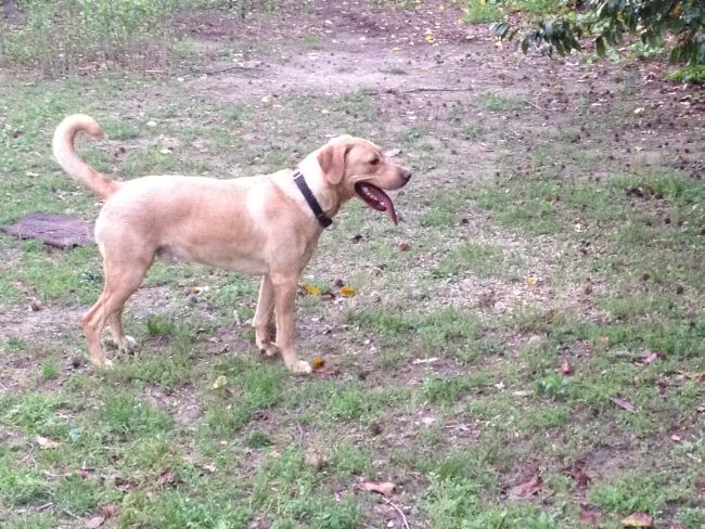 Labrador Friends of the South - Available Lab Murphy 1
