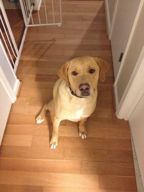 Labrador Friends of the South - Available Lab Murphy 3