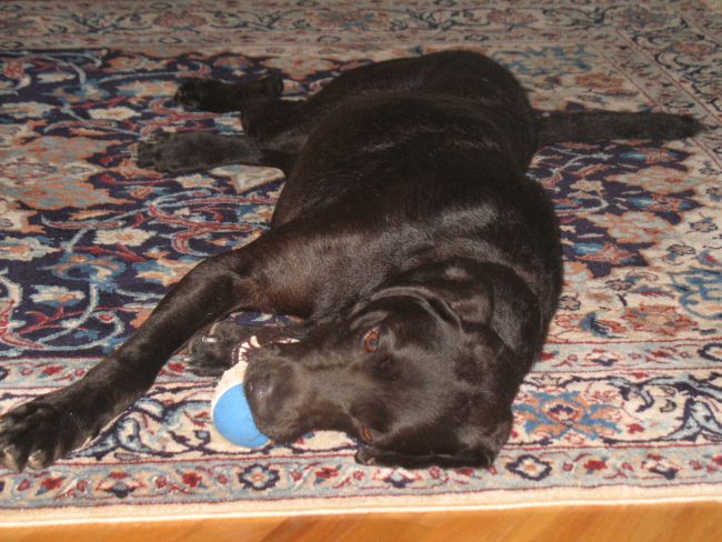 Labrador Friends of the South - Available Lab Prince-1-12