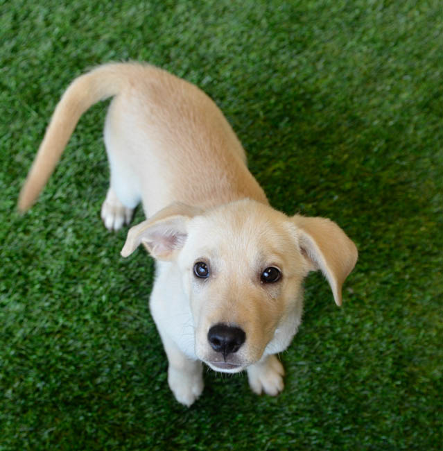 Labrador Friends of the South - Available Lab Sally puppy (1 of 1)-7