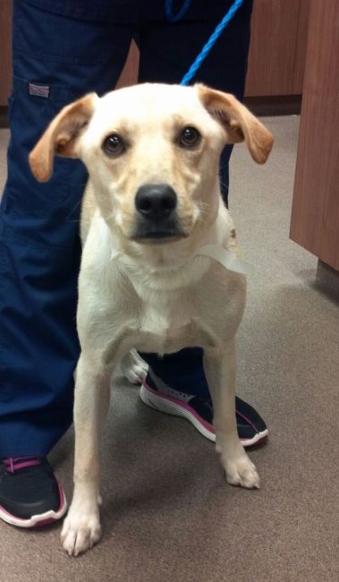 Labrador Friends of the South - Available Lab Sophie 2