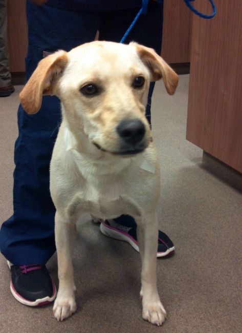 Labrador Friends of the South - Available Lab Sophie 3