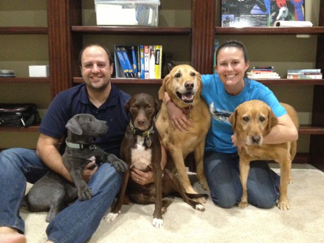 Labrador Friends Adopted - Clark-Kent