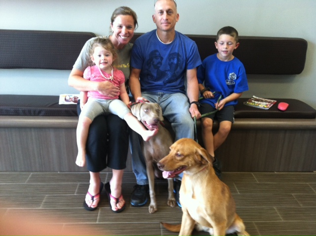 Labrador Friends Adopted - Drew