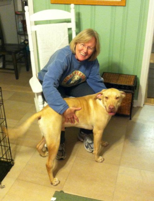 Labrador Friends of the South Adopted - Nutter Butter