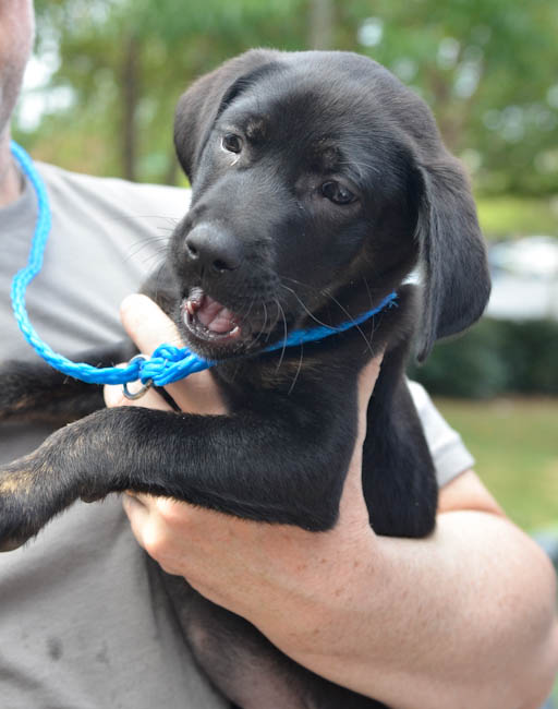 Labrador Friends of the South - Available Lab Bailey 5