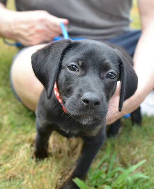 Labrador Friends of the South - Available Lab Bailey 8