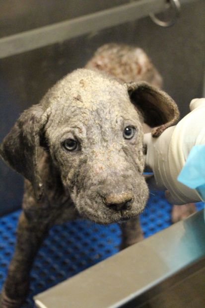 Labrador Friends of the South - Available Lab Clark Kent 1