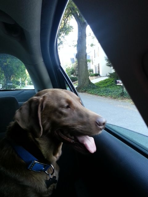 Labrador Friends of the South - Available Lab Cookie 10