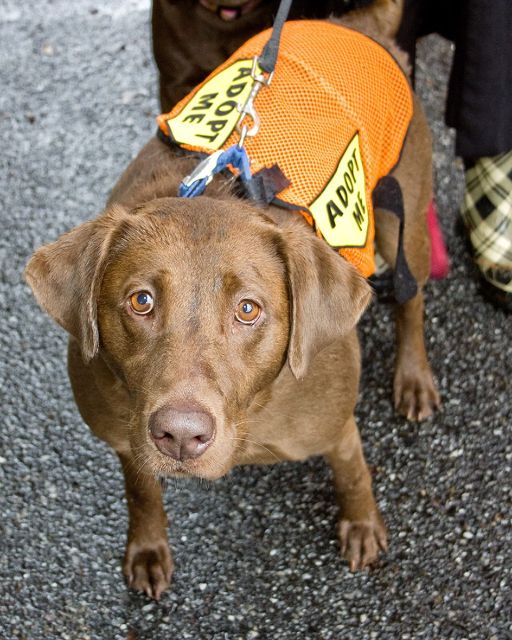 Cookie Adopted 1/22/2014 Labrador Friends