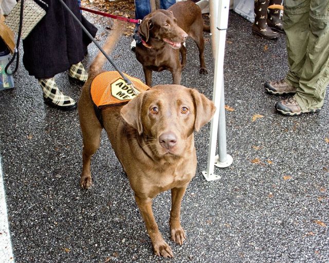 Labrador Friends of the South - Available Lab Cookie 21