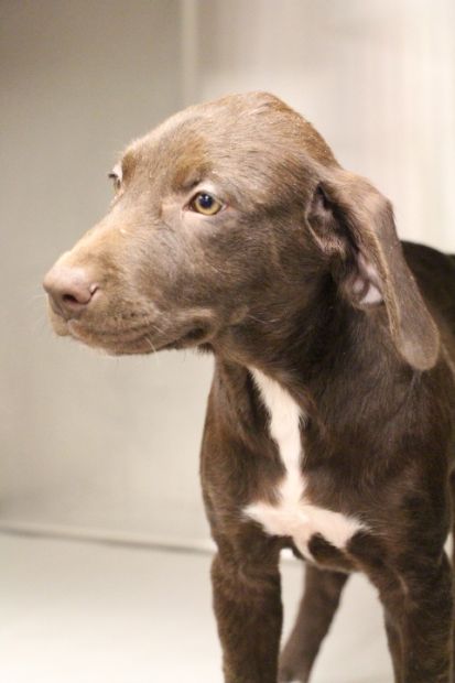 Labrador Friends of the South - Available Lab Drake 5