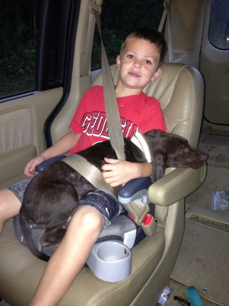 Labrador Friends of the South - Available Lab Drake 8