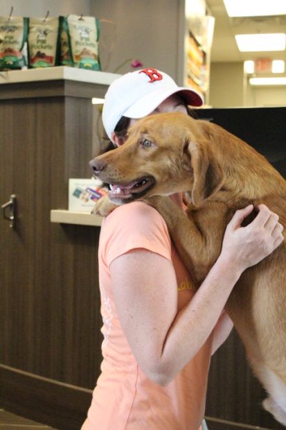 Labrador Friends of the South - Available Lab Drew 3