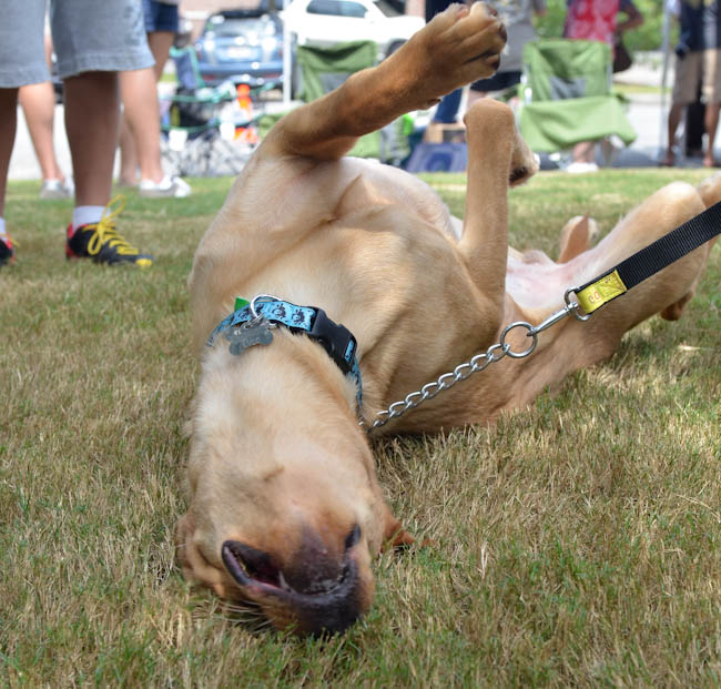 Labrador Friends of the South - Available Lab Heschel (1 of 1)-8