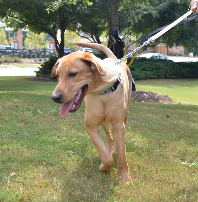 Labrador Friends of the South - Available Lab Heschel (1 of 1)