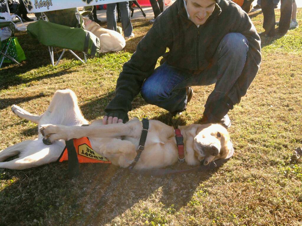 Labrador Friends of the South - Available Lab Ray 5