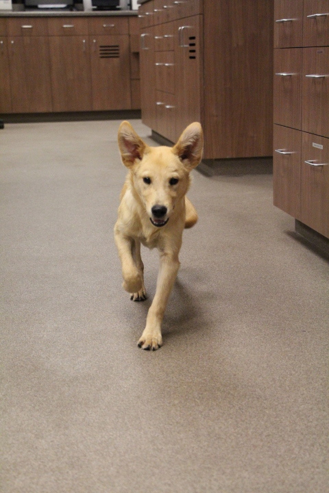 Labrador Friends of the South - Available Lab Sanford 1