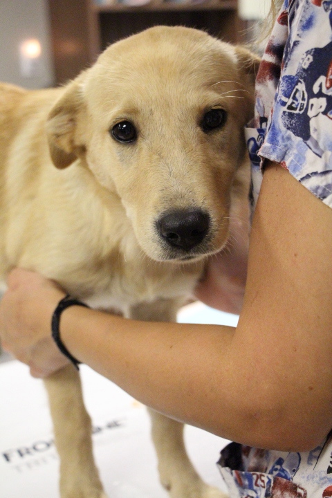 Labrador Friends of the South - Available Lab Sanford 4