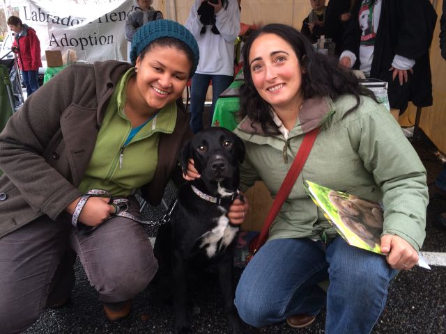 Labrador Friends Adopted - Tex